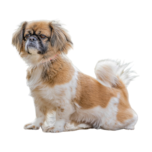 Tibetan Spaniel (o Spaniel Tibetano, Epagneul del Tíbet)