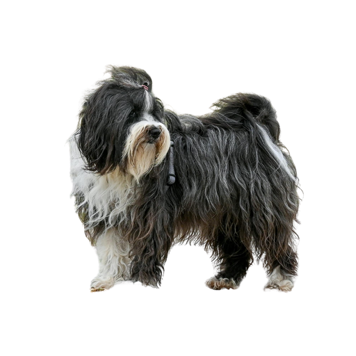 Tibetan Terrier (o Terrier Tibetano, Terrier del Tíbet, Terrier de Lhassa, Dhoki Apso)