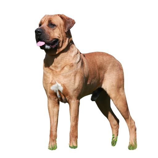 Tosa (Ou Tosa Inu, Dogue japonais, Sumo, Chien de combat japonais, Mastiff japonais)