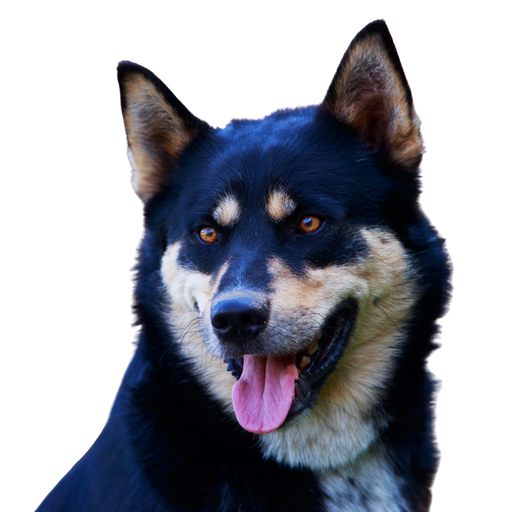 Vostotchno-Sibirskaïa Laïka (Ou Laïka de Sibérie orientale, East Siberian Laika)