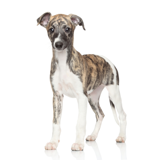 WHIPPET