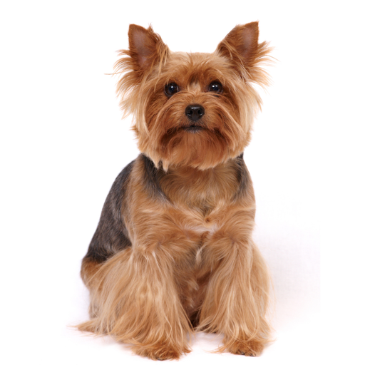 YORKSHIRE TERRIER
