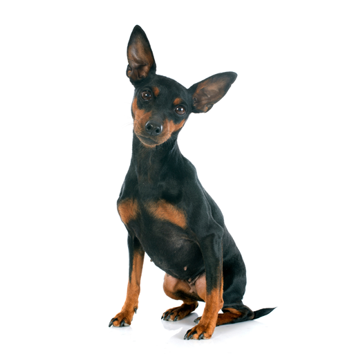 Zwergpinscher (Pinscher miniatura)