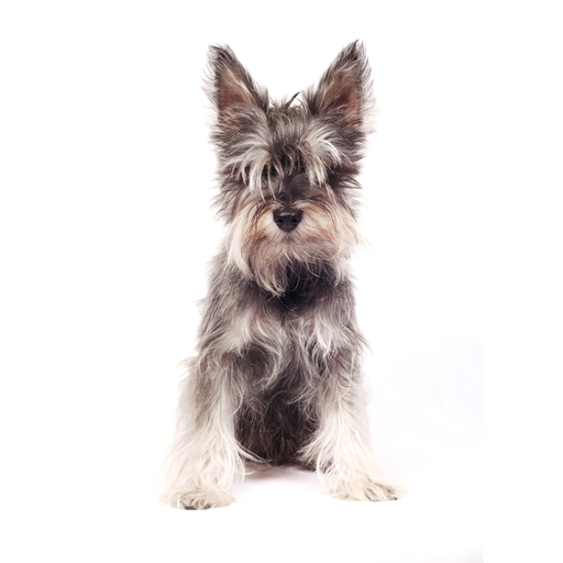 Zwergschnauzer (Schnauzer miniatura)