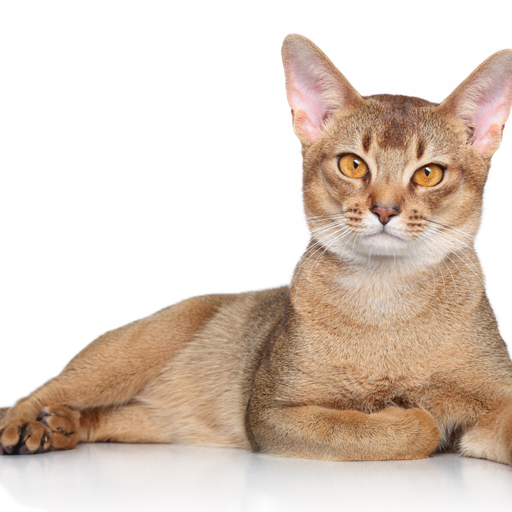 Abyssinian