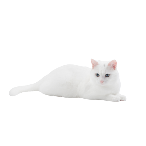 Angora turco