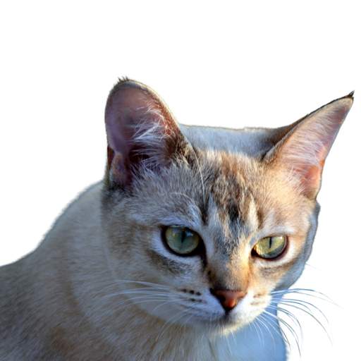 Burmilla