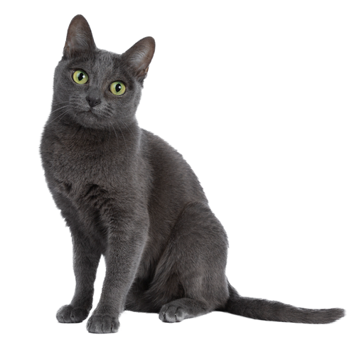 Korat