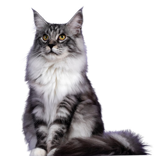 Maine Coon 