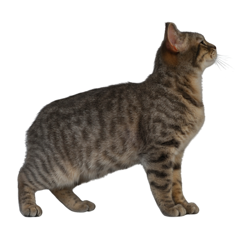 Manx