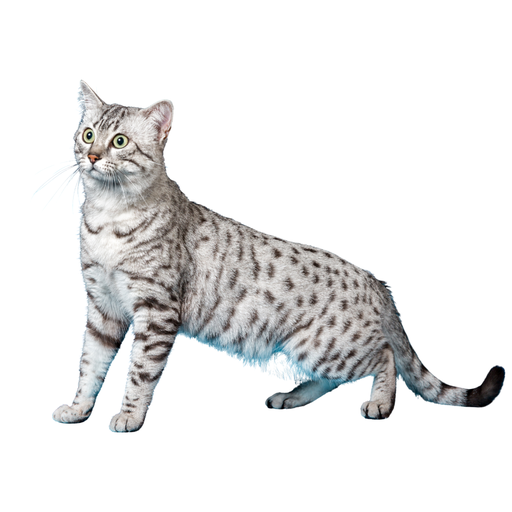 Mau egyptien