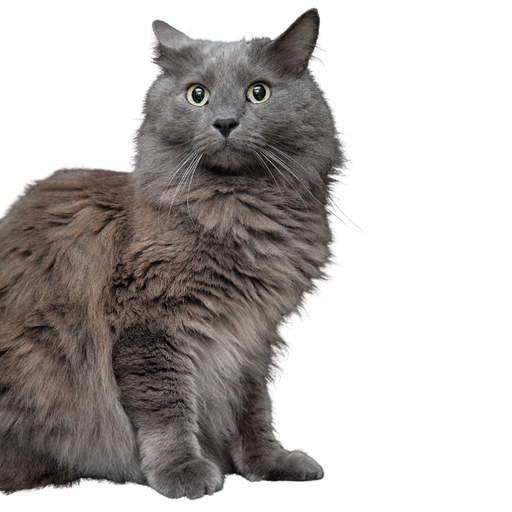 Nebelung