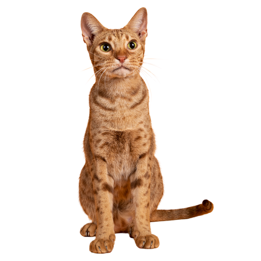 Ocicat