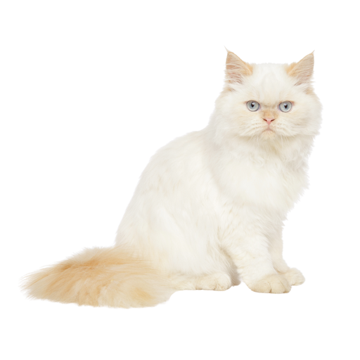 Persian