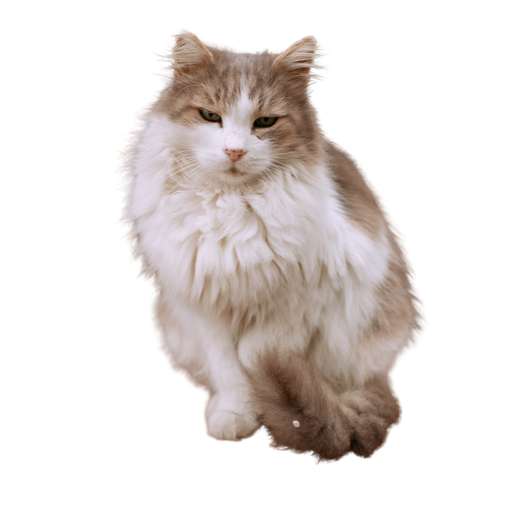 Ragamuffin
