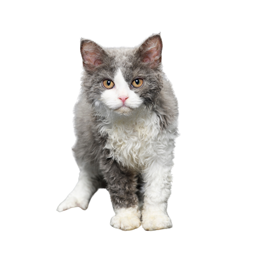 Selkirk Rex
