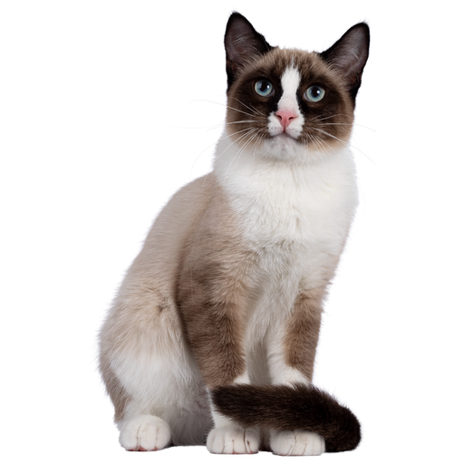 Snowshoe