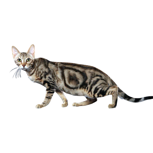 Sokoke forest cat