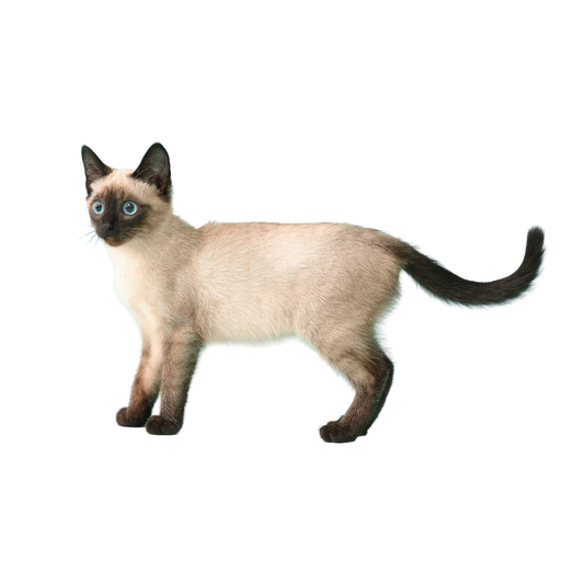 Thaï