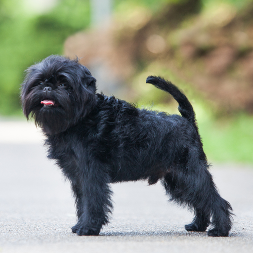 Affenpinscher (griffon singe) 