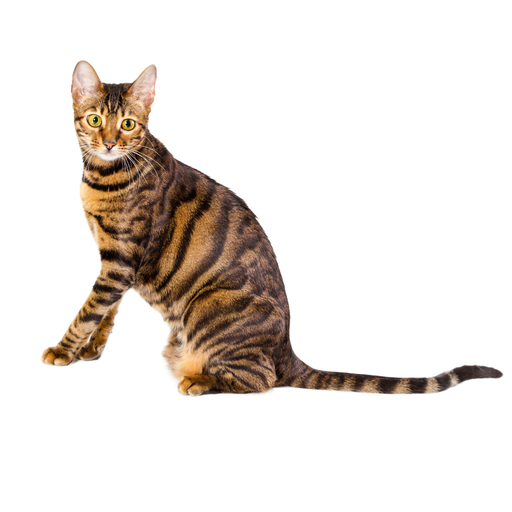 Toyger