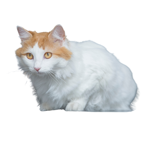 Turkish Van