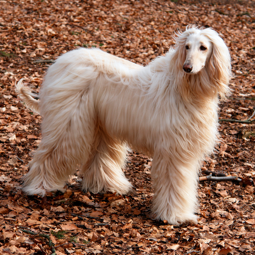 Afghan Hound (ou Lévrier Afghan, Tazi, Lévrier de Balkh, Lévrier de Kaboul, Barutzy, Baluchi)