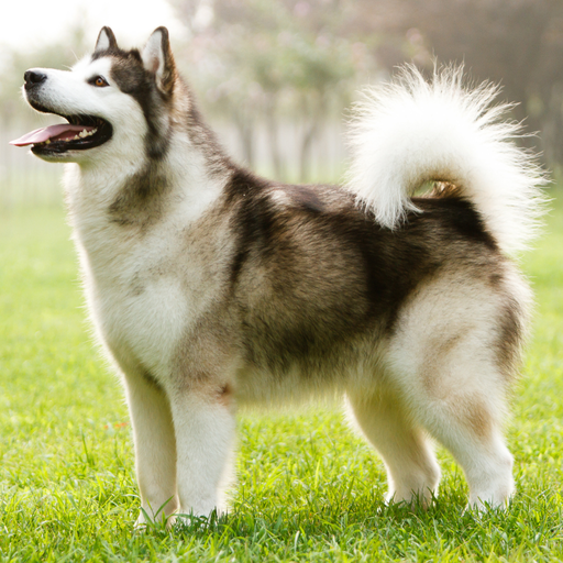 Alaskan Malamute (Malamute de l'Alaska)