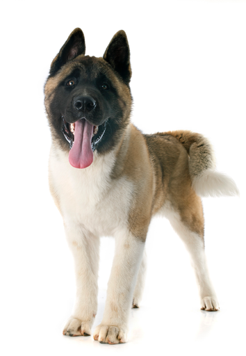Americain Akita (Akita Américain) 