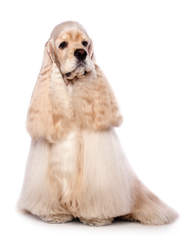 American Cocker Spaniel (Cocker Américain) 