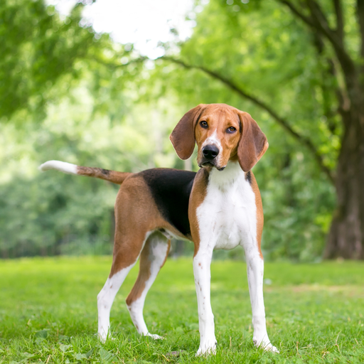 American Foxhound (ou Foxhound Américain)
