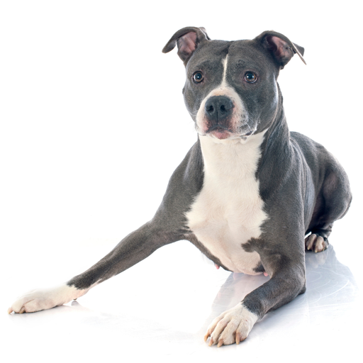 American Staffordshire Terrier (ou Staffordshire Terrier Américain, Amstaff, Pitbull Terrier) 