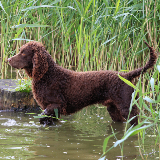 American Water Spaniel (Chien d'eau Américain)