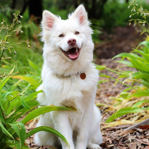 Anjing Kintamani-Bali (Ou Chien de Kintamani) 