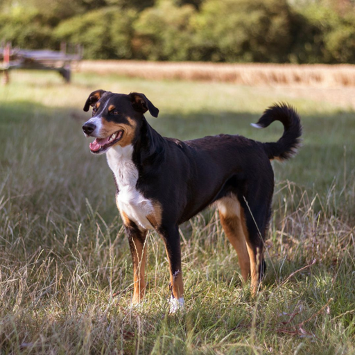 Appenzeller Sennenhund (ou Bouvier Appenzell, Bouvier de l'Appenzell, Bouvier Appenzellois)