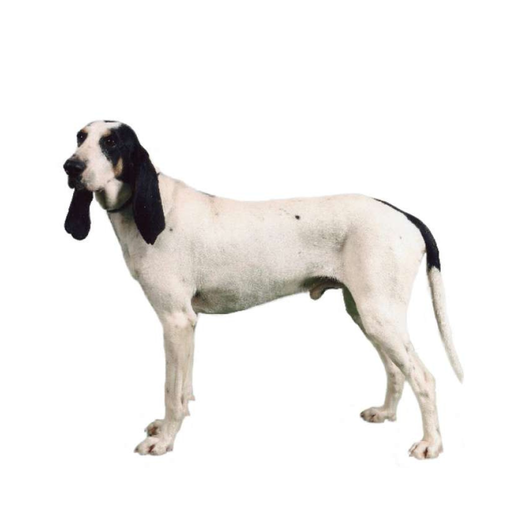 Ariégeois 