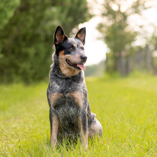 Australian Cattle Dog (ou Bouvier Australien, Bouvier d'Australie) 