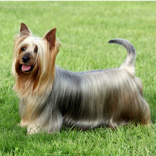 Australian Silky Terrier (ou Terrier Australien à poil soyeux, Terrier Australien) 