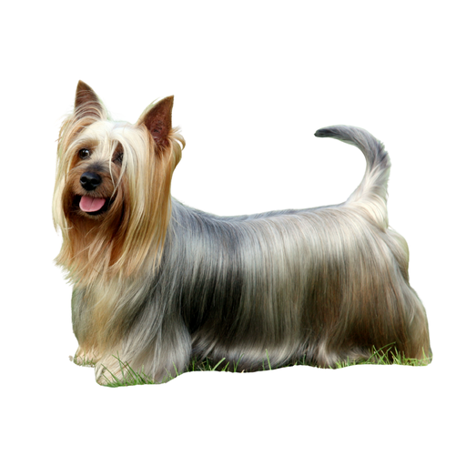 Terrier Australiano de pelo sedoso (Terrier Australiano)