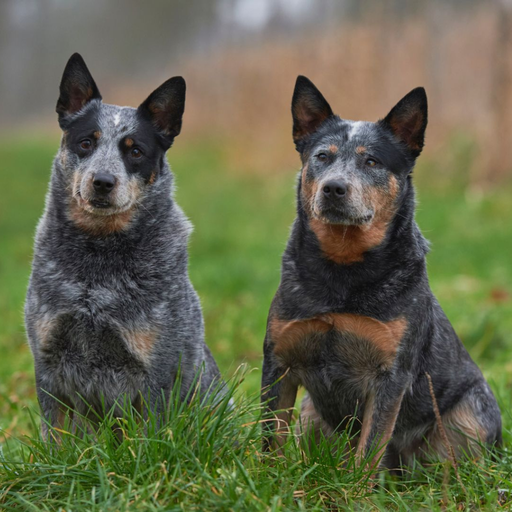 Australian Stumpy Tail Cattle Dog (ou Stumpy Tail Cattle Dog, Bouvier Australien Courte Queue) 
