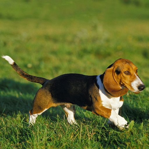 Basset Artesien Normand