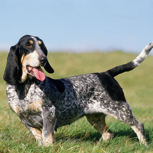 Basset Bleu de Gascogne