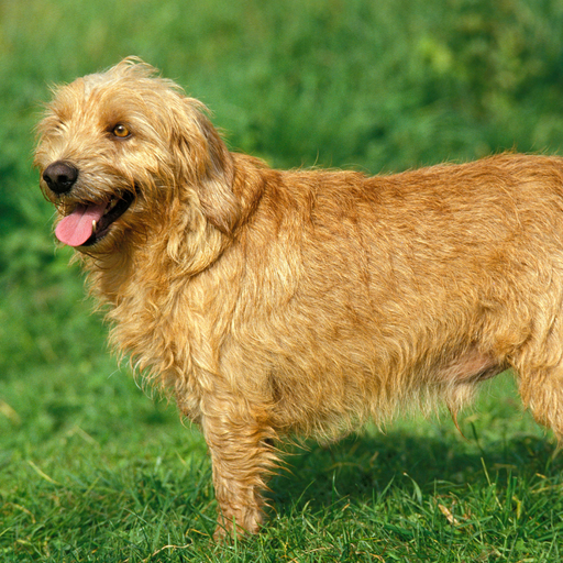 Basset Fauve De Bretagne