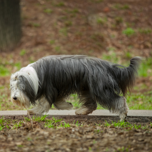 Bearded Collie (ou Collie Barbu) 