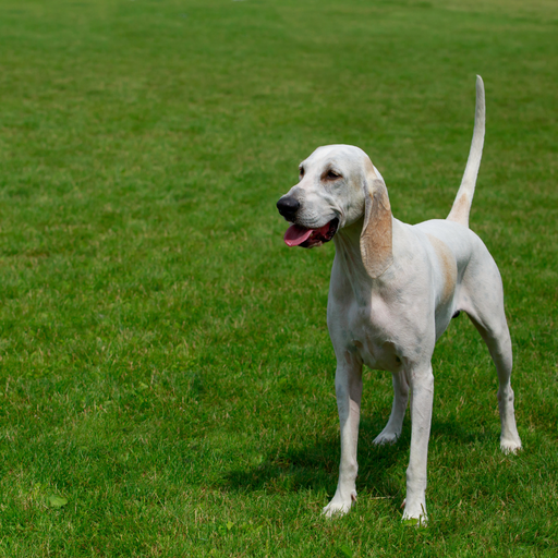 Billy (ou Chien de Billy)