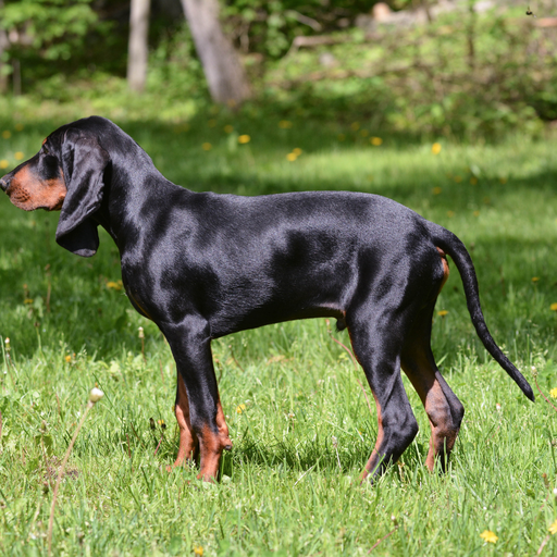Black and Tan Coonhound (ou Chien noir et feu pour la chasse au raton laveur, Coonhound Noir et Feu)