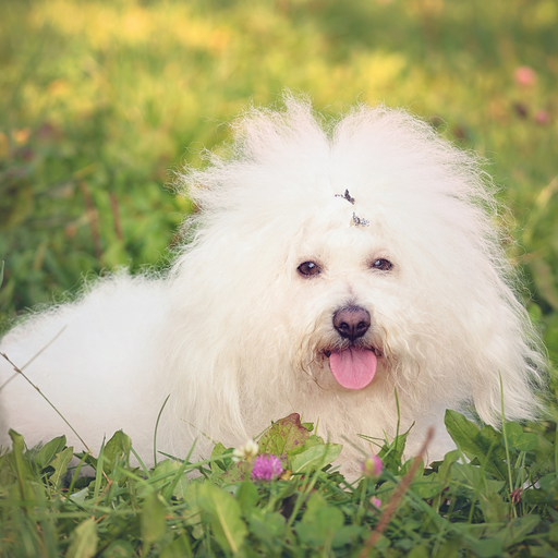 Bolognese (ou Bichon Bolonais)