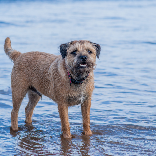 Border Terrier