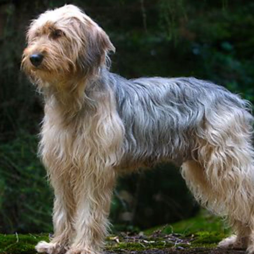 Bosanski Ostrodlaki Gonic-Barak (ou Chien courant de Bosnie à poil raide, Chien courant d'Illyrie, Barak, Bosanski Ostrodlaki Goni-Barak) 