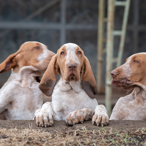 Bracco Italiano (ou Braque Italien) 